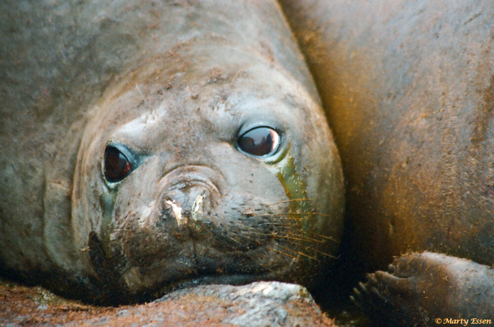 Female elephant seal