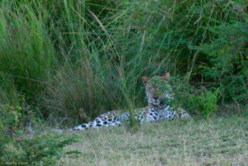 A leopard in the dusk
