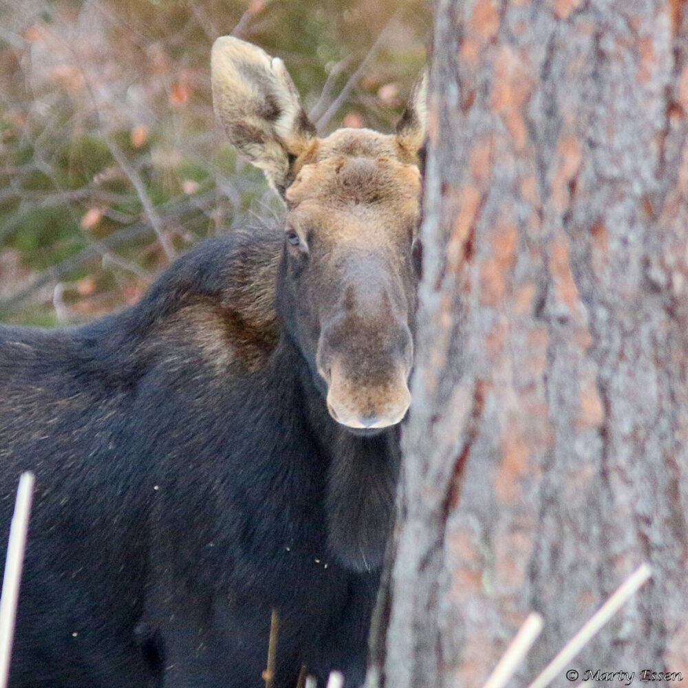 Moore moose