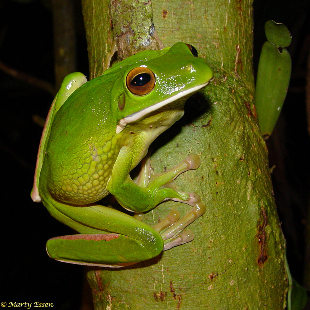 White-lipped tree frog