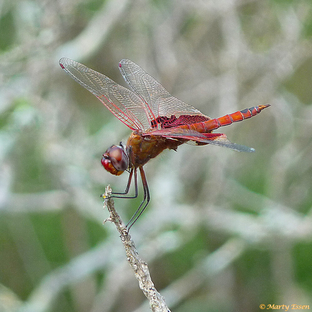 The mystery dragonfly