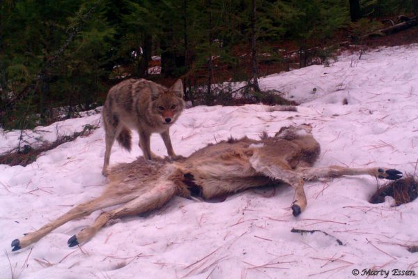 Coyote and deer