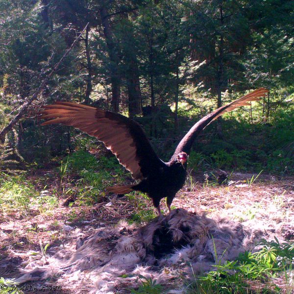 A vulture’s wingspan