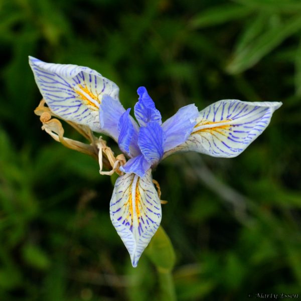 Missouri iris