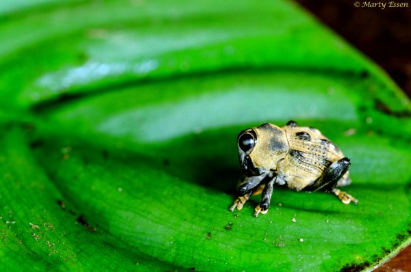 A little weevil in a big, big world