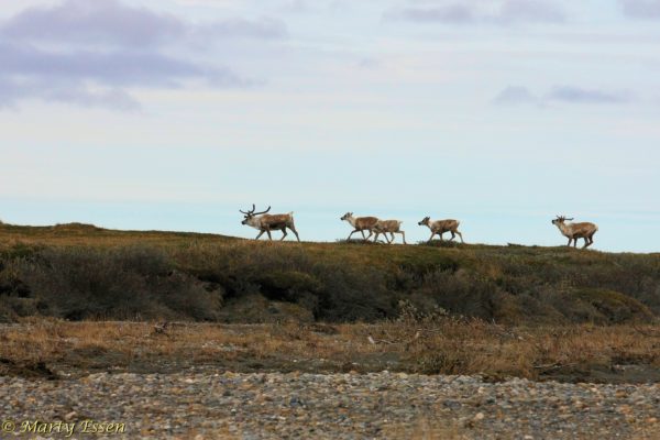 Caribou in the Arctic National Wildlife Refuge