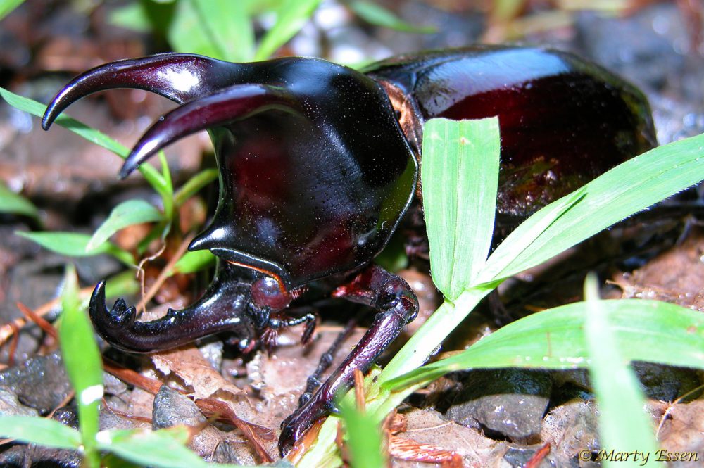 Rhinoceros beetle - Around the World with Marty Essen