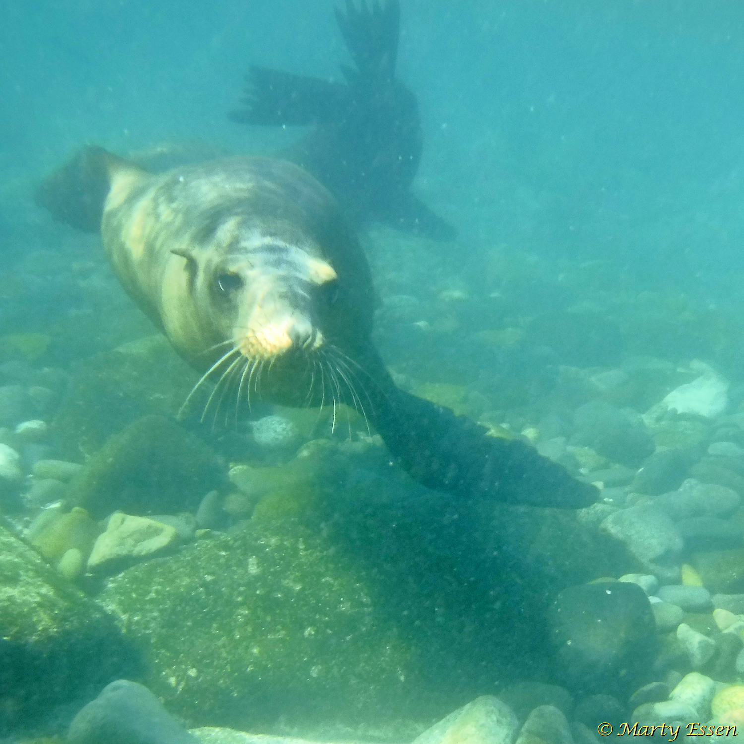 Curious sea lions - Around the World with Marty Essen