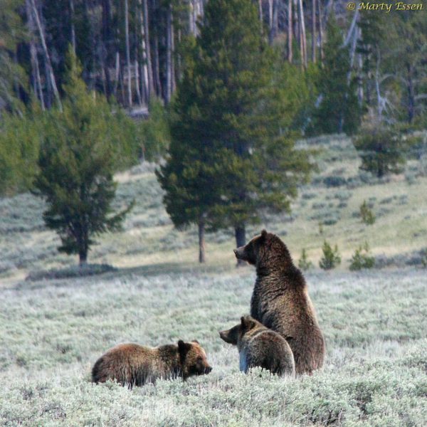 A grizzly family outing
