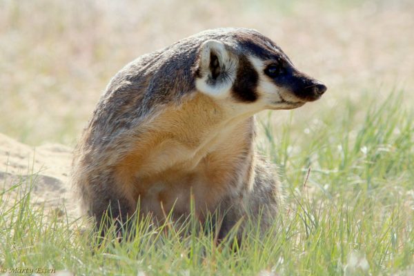 The Mother of All Badgers