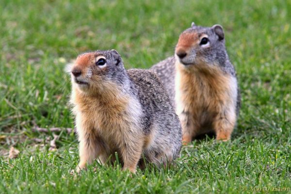Columbian ground squirrels
