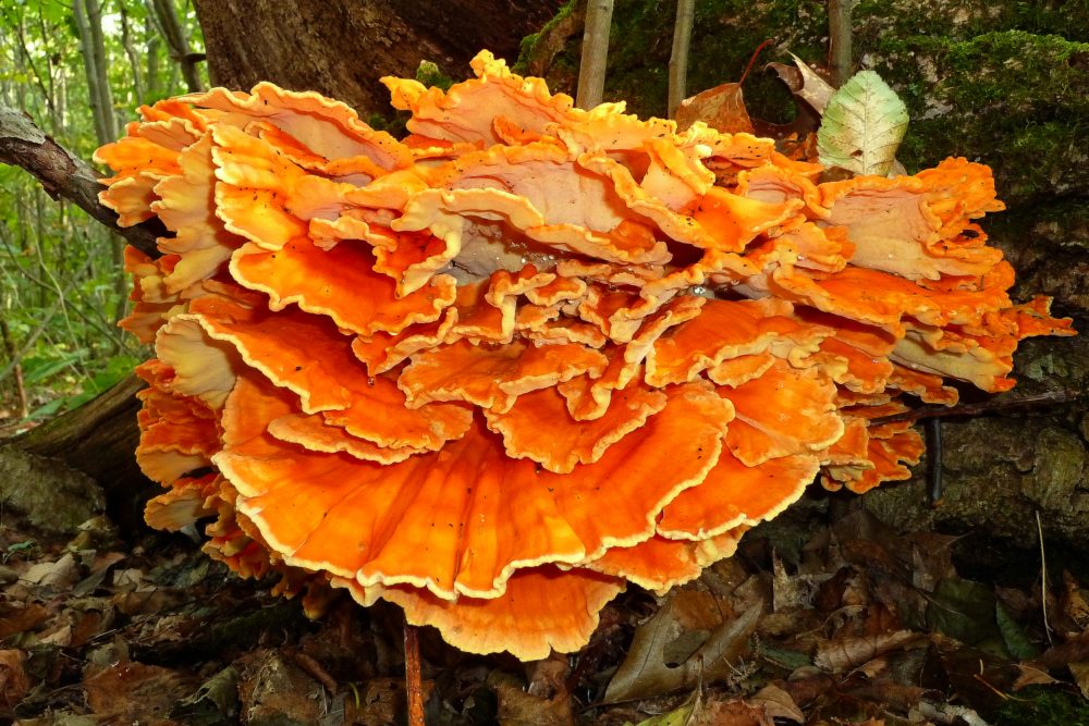 Maine Fungi - Around the World with Marty Essen