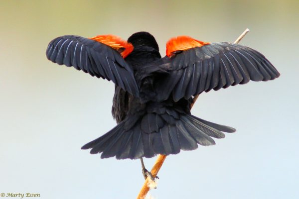 Artsy red-winged blackbird