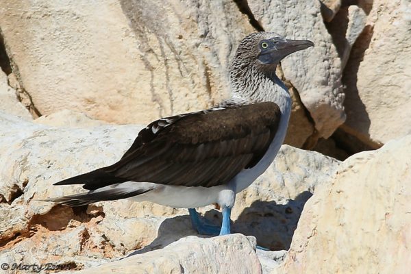 The lone blue-footed booby