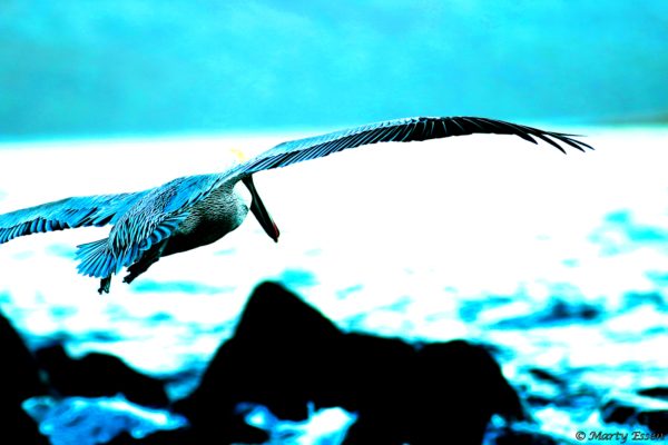 Pelican in blue