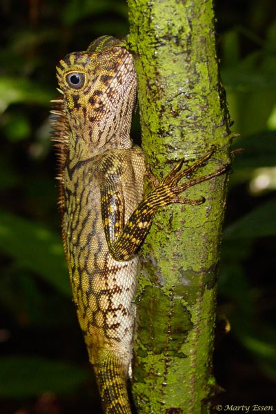 Foremost authority on comb-crested agamid lizards?