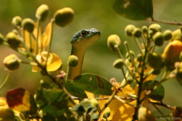Bush snakes, boomslangs, and cobras