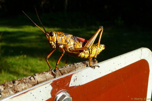 The giant car-eating grasshopper