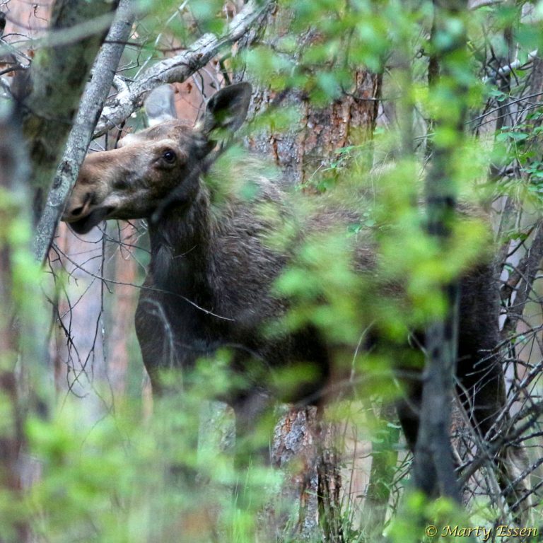 Think Moose The mooses of summer - Around the World with Marty Essen