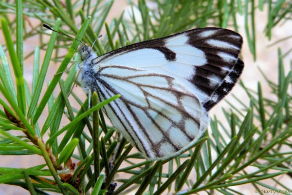 Pine White Butterflies