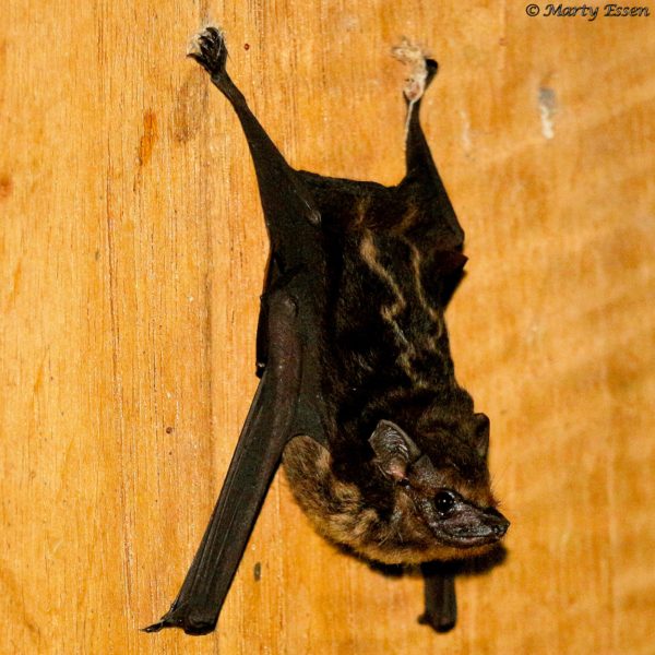 Greater white-lined bat