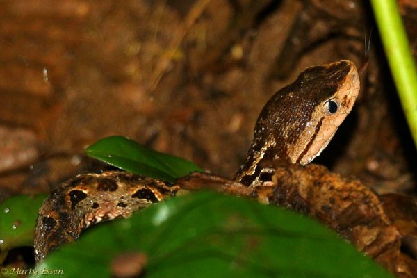 The deadliest snake in the western hemisphere