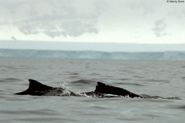 Two humpbacks are better than one