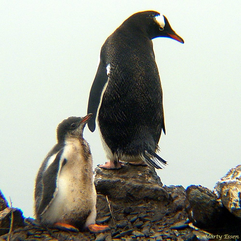 Father and son gentoo penguins