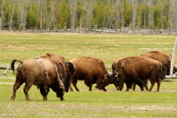 The bison sparring match