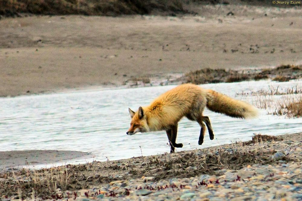 Fox on the tundra