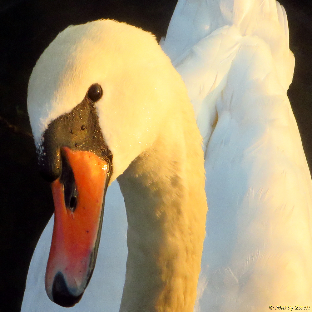 Close encounters of the swan kind