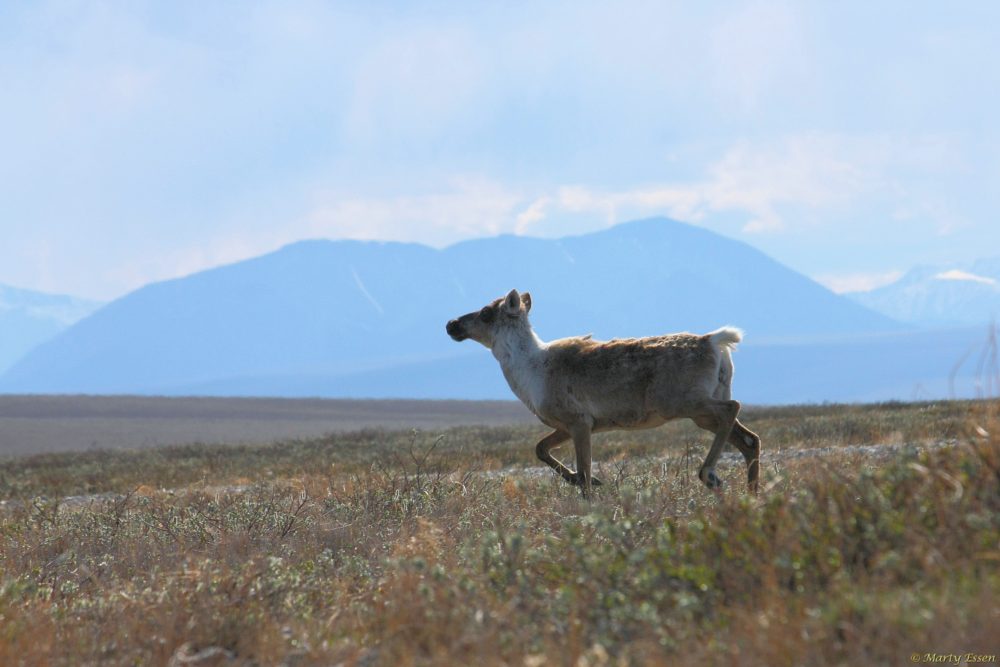 Caribou in the Arctic