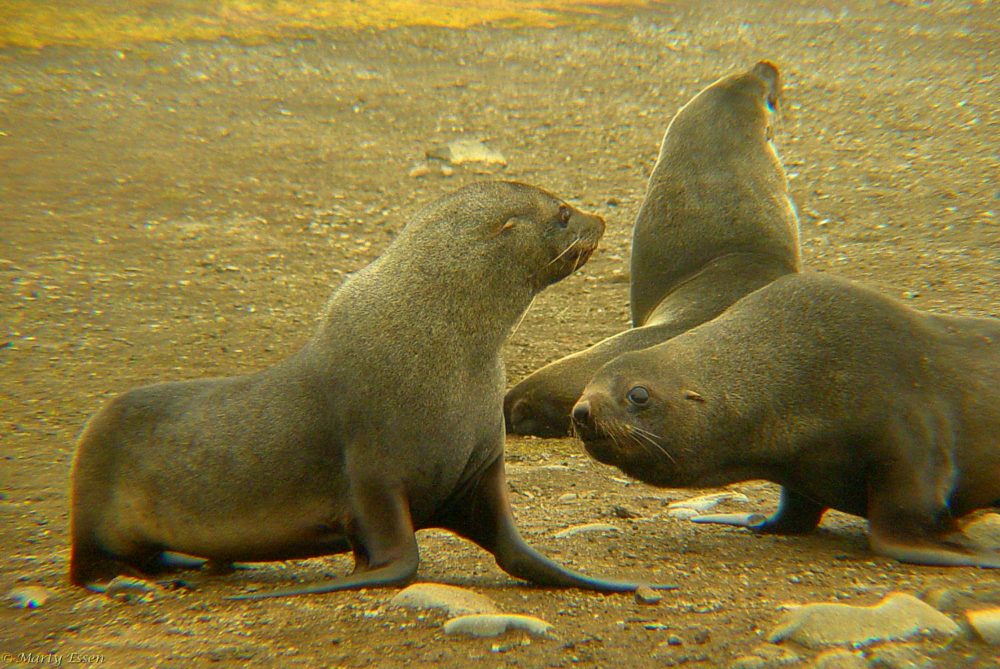 Fur seal sparring match