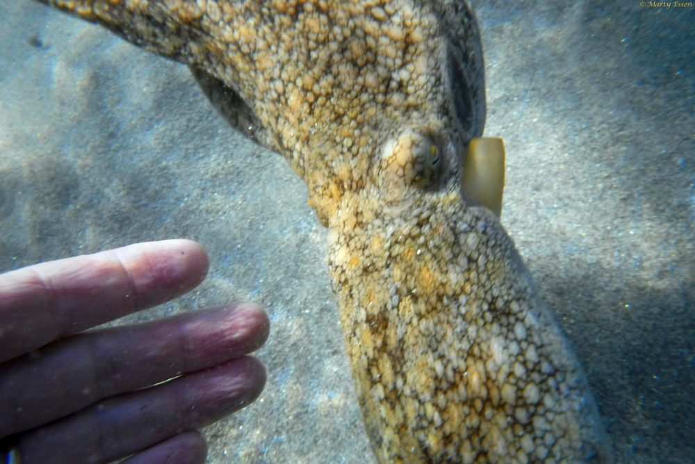 Octopus time warp