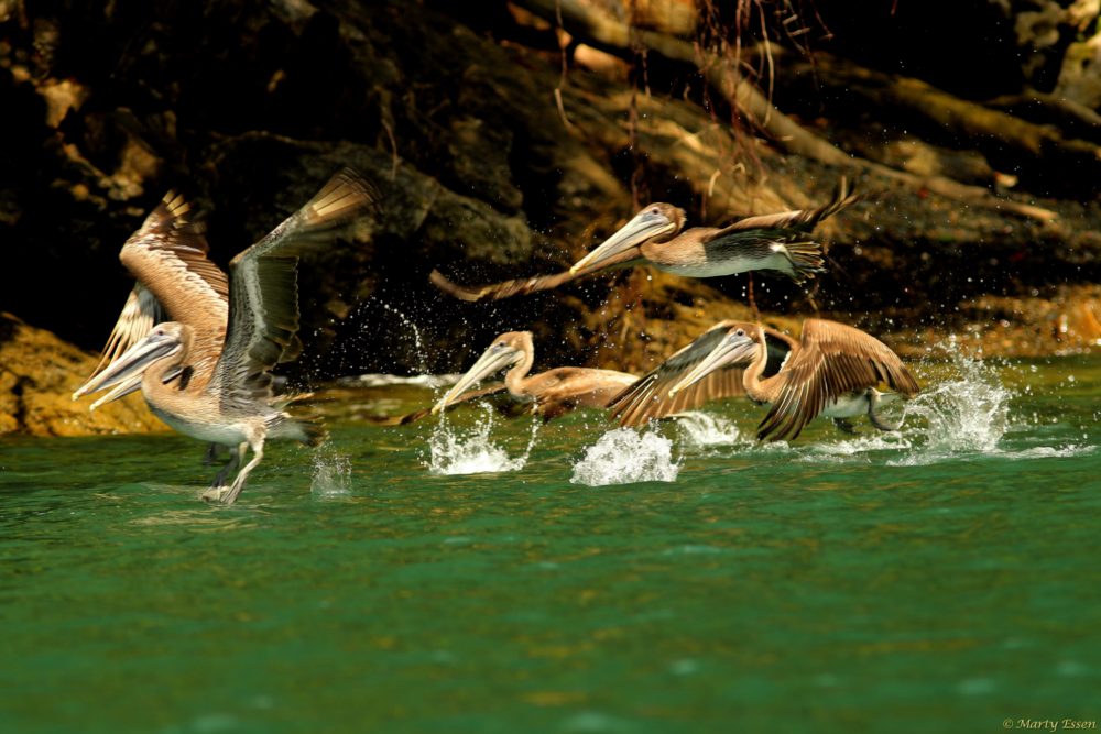 Brown pelicans in flight