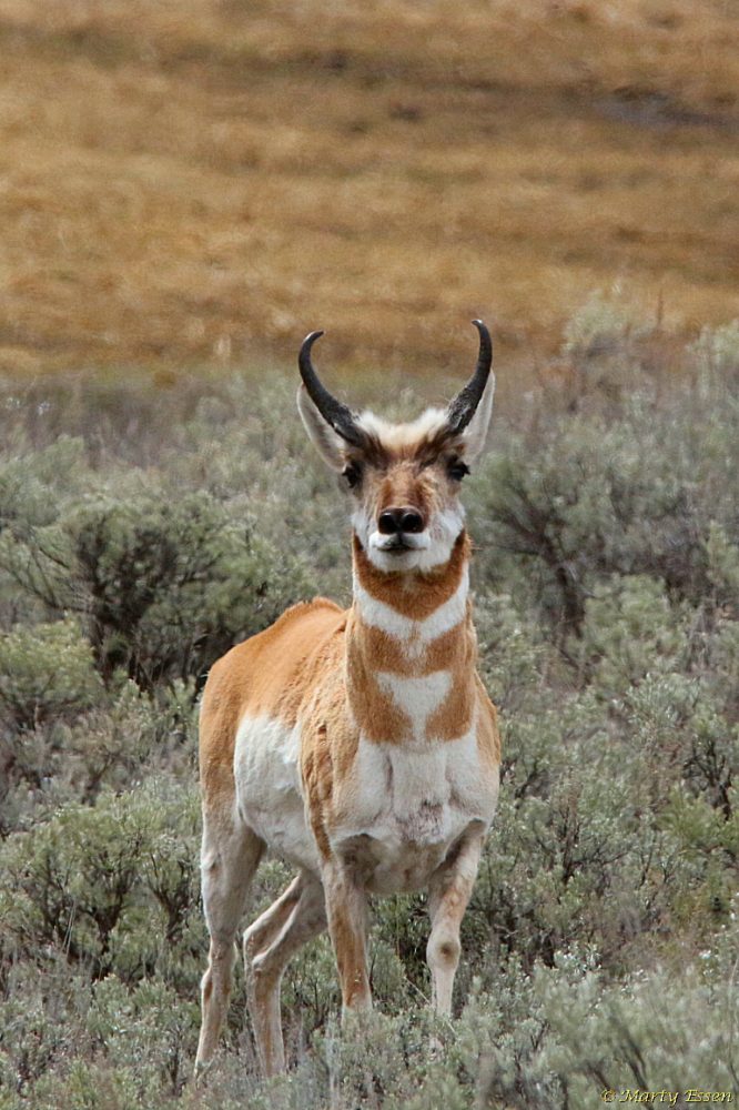 The pronghorn with the curly eyebrows