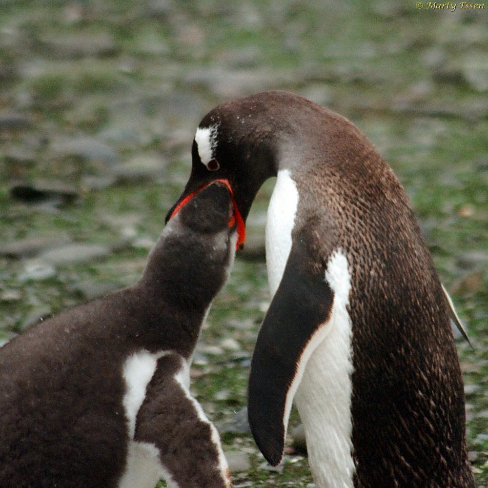 Penguins say Happy Father’s Day, Mother’s Day, and LGBTQ Pride Month