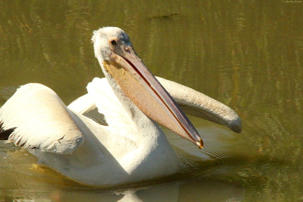 Pelican take-off