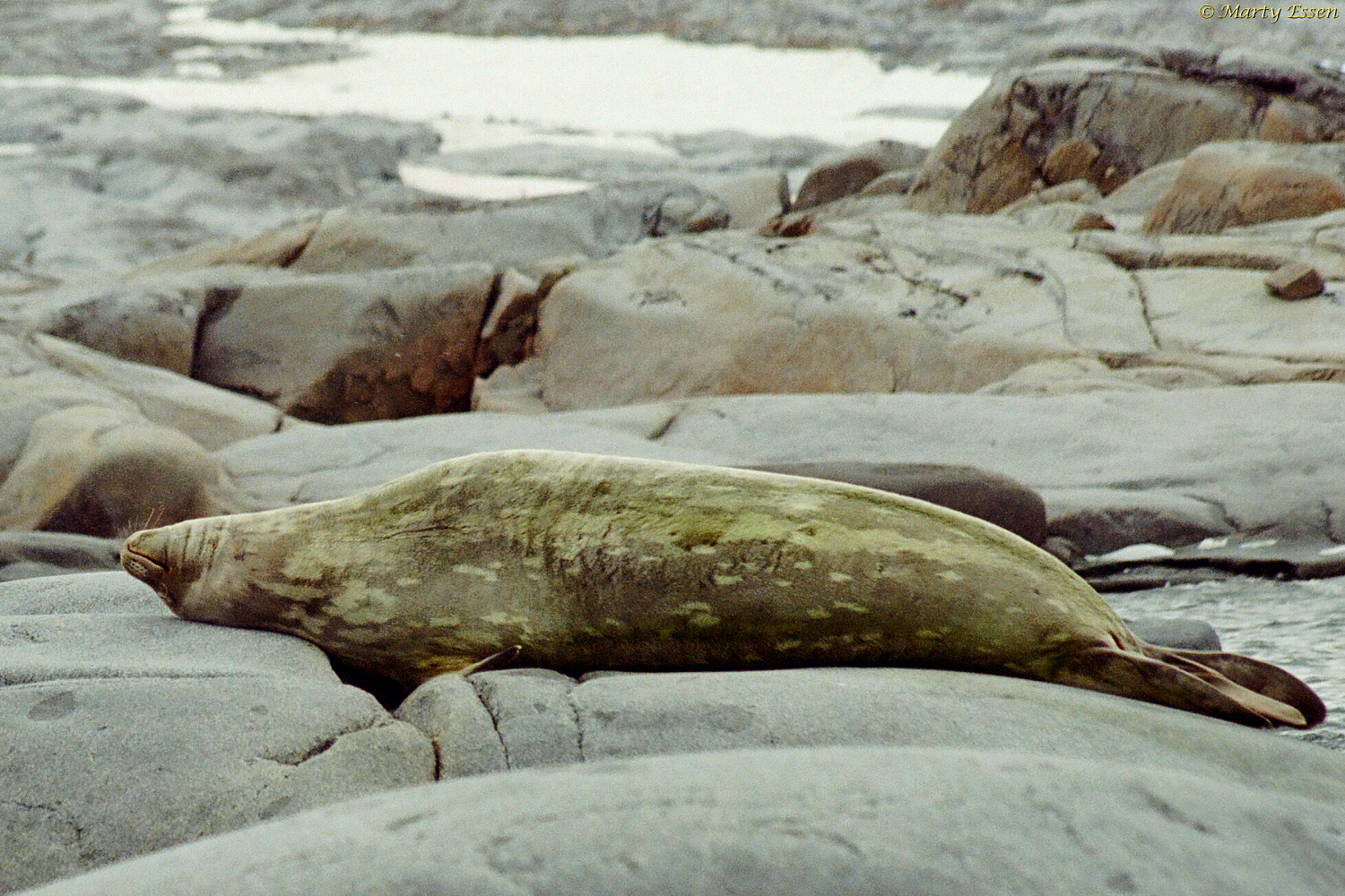 Weddell Seal Around The World With Marty Essen   Weddell Seal 