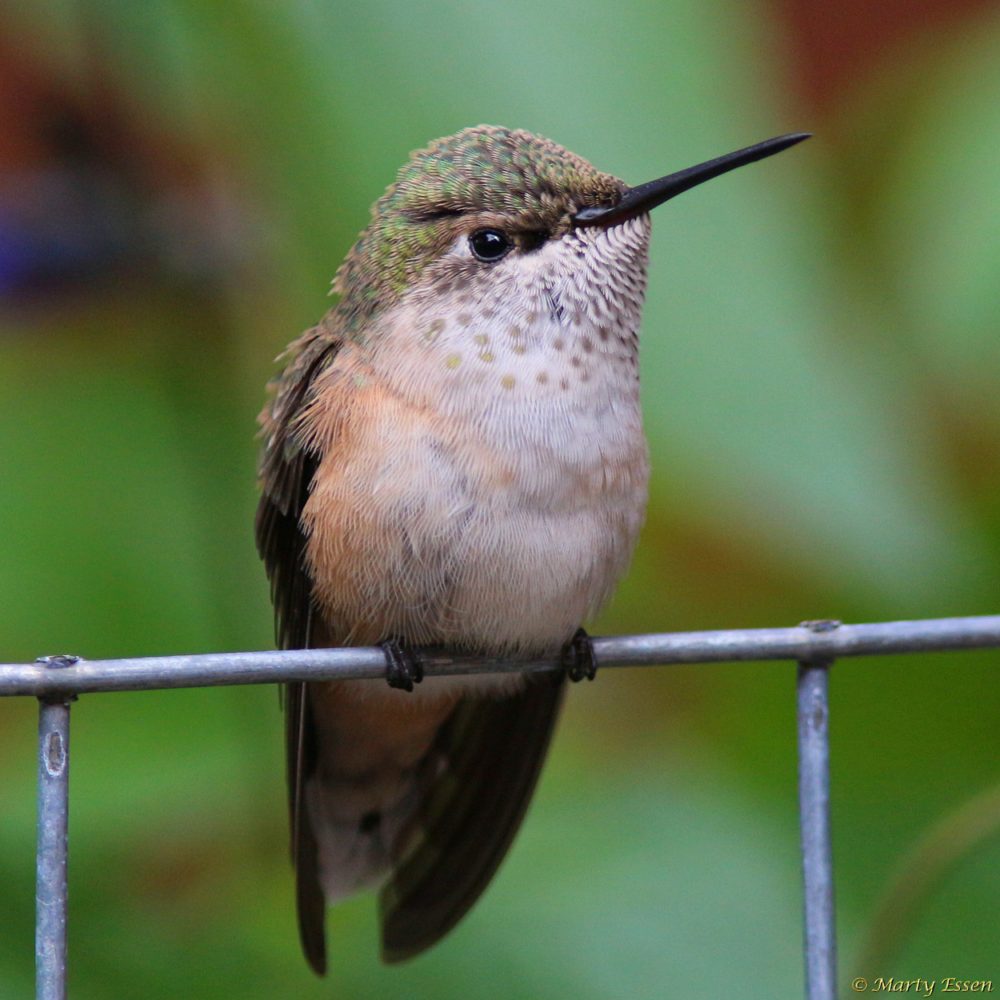 In the eye of a hummingbird