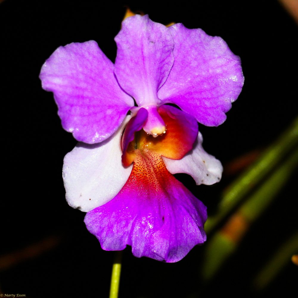 The night orchid
