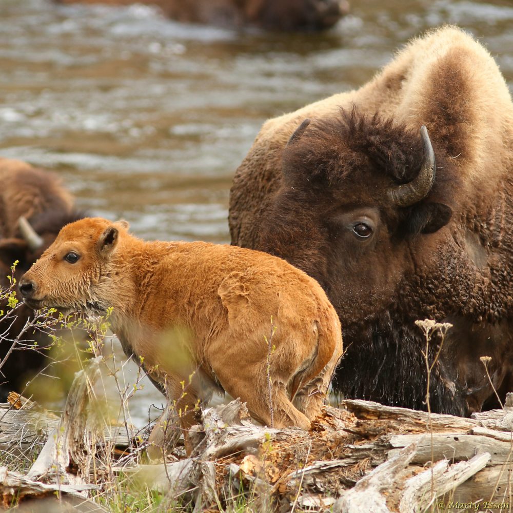 Baby bison and the river crossing