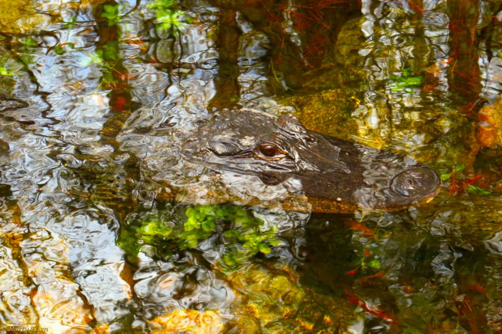 Alligator Reflections