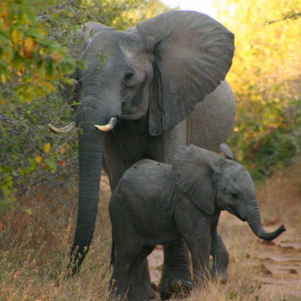 Momma Elephant? Don’t mind us!