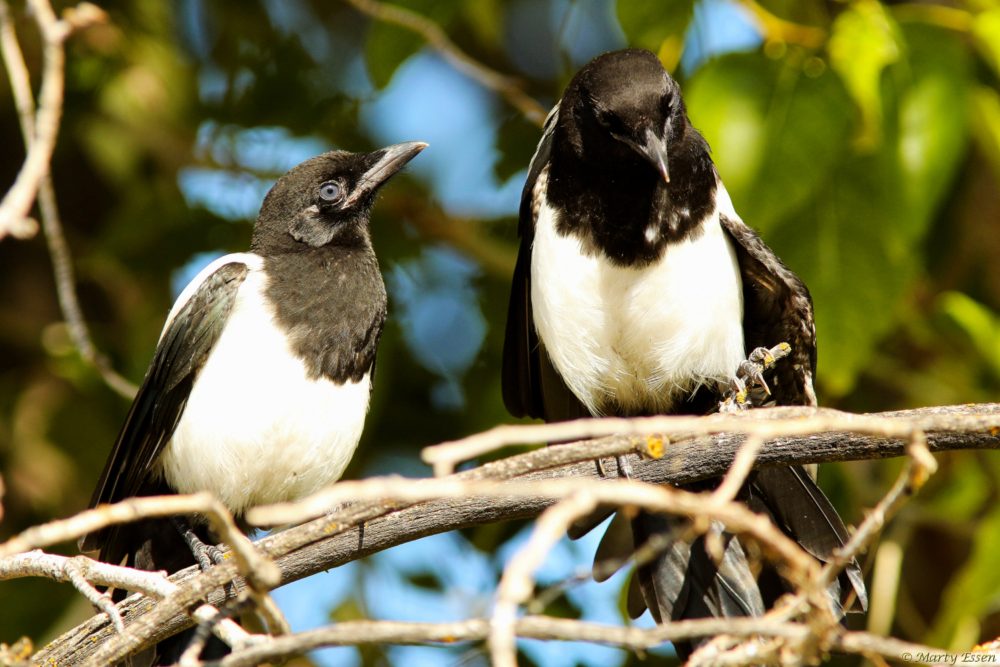Husband and wife magpies
