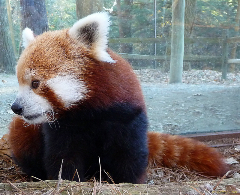 Red Panda Cuteness