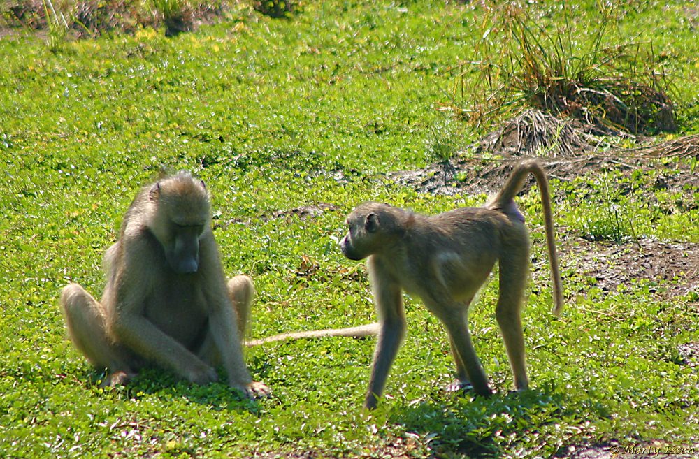 Chacma baboon courtship