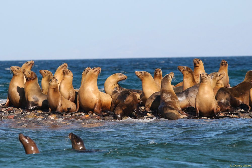 The sea lions can’t wait!