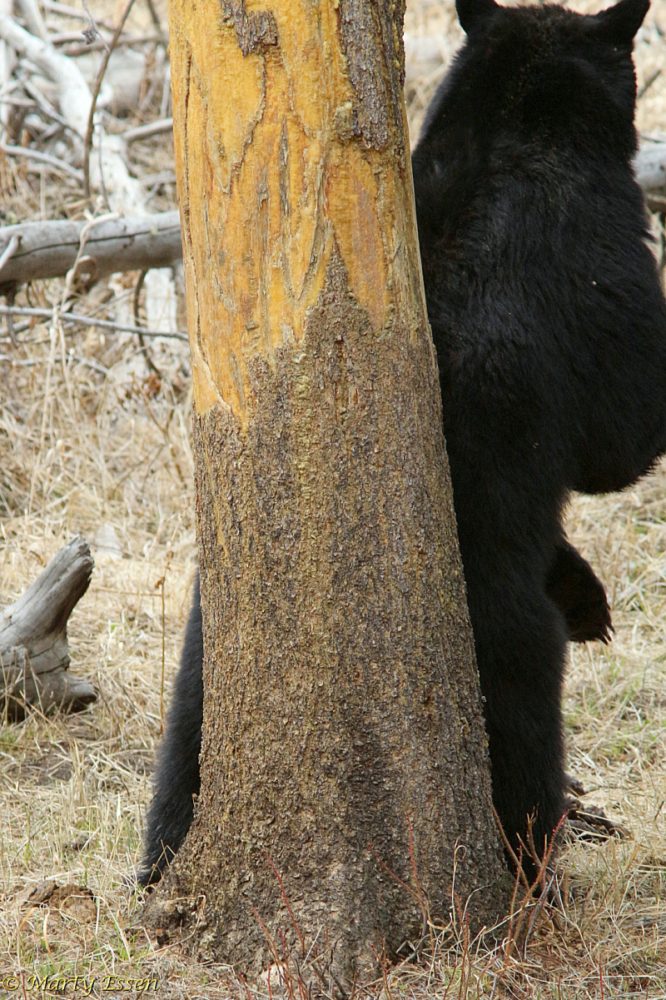 Bear hide-and-seek