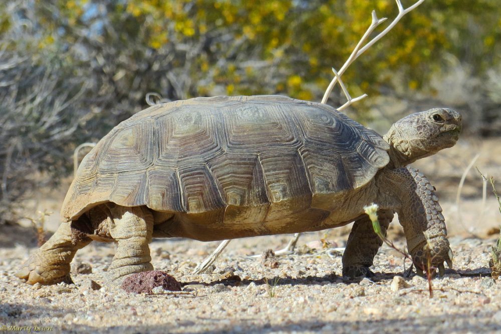 The desert tortoise comes through